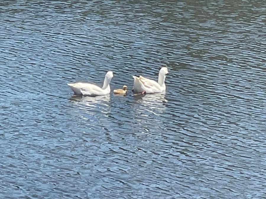 Commercial Property for Sale in Brakkloof Ah Western Cape